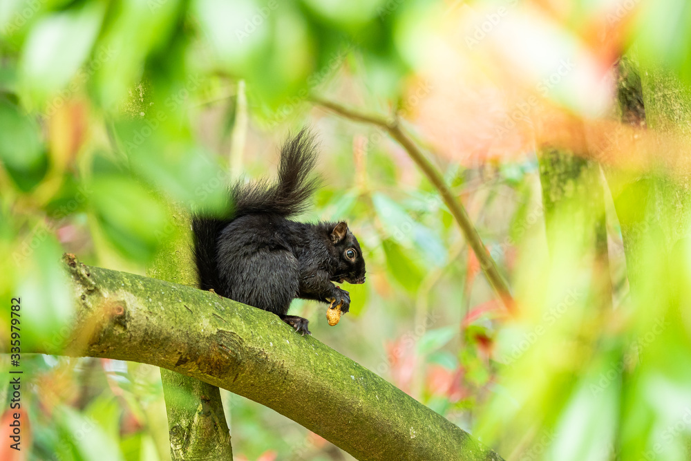 close up of a cute black squirrel eating something while sitting on the branches behind green leaves.