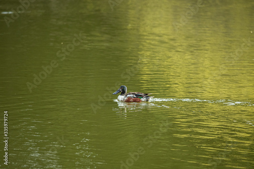 a green head duck with long beak swimming in the pond inside park