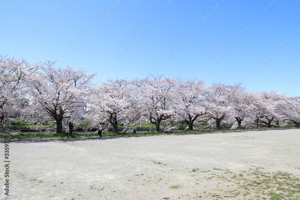元荒川の河川敷に咲くソメイヨシノ(サクラ)の花 元荒川の河川敷に咲くソメイヨシノ(サクラ)の花