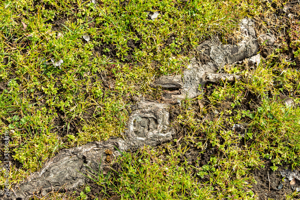 a long spending tree root bury under the grass and moss-covered ground under the sun a long spending tree root bury under the grass and moss-covered ground under the sun