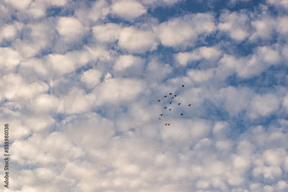 Flock of birds flying on sky with beautiful clouds pattern