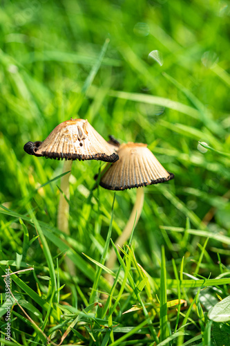 close up of two small brown mushrooms grown on fresh green grass field.
