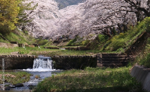 川沿いの桜並木　Cherry blossom trees along the river