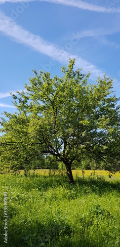 tree in germany landscape on sunny day