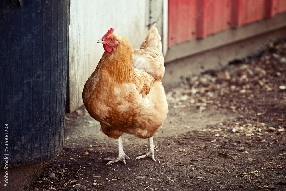 Fototapeta premium Free Range Chicken on Farm close up