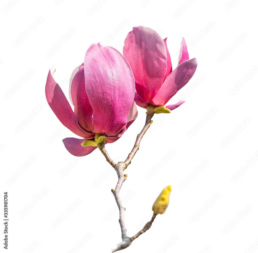 magnolia branch isolated on white background magnolia branch isolated on white background