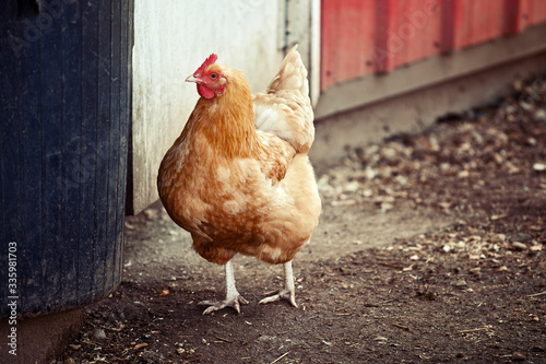 Free Range Chicken on Farm close up