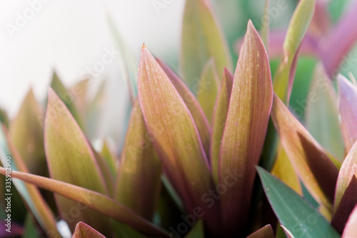 Close up of colourful grass