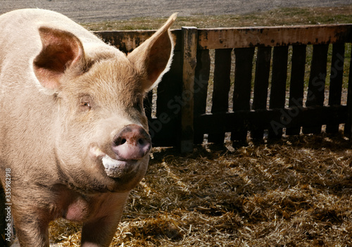 pig in farm