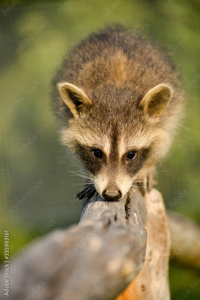 Gros plan d'un Jeune et beau raton laveur jouant sur une branche