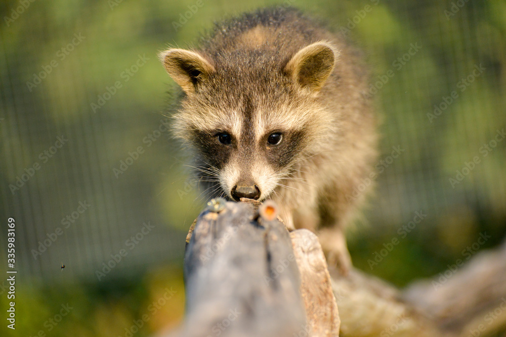 Gros plan d'un Jeune et beau raton laveur jouant sur une branche Gros plan d'un Jeune et beau raton laveur jouant sur une branche