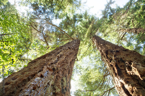 Looking up into a Forest