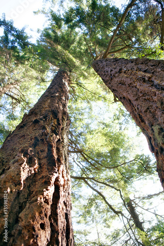 Looking up into a Forest