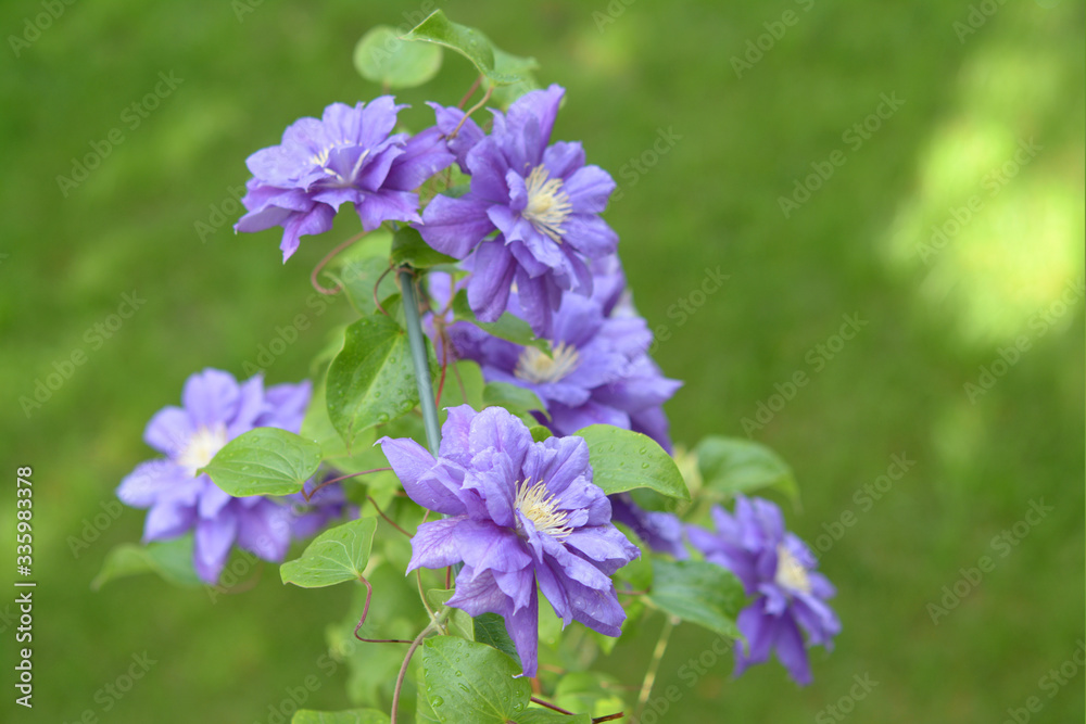 Purple clematis