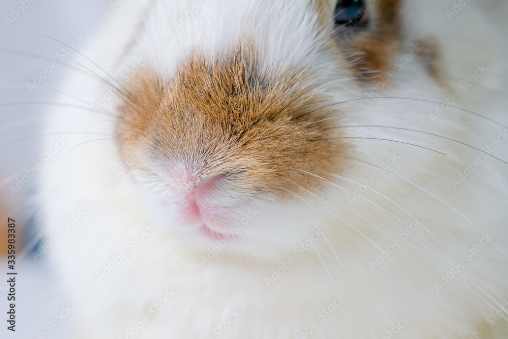 Close up nose of brown and white bunny rabbit and it look calm and relax. Close up nose of brown and white bunny rabbit and it look calm and relax.