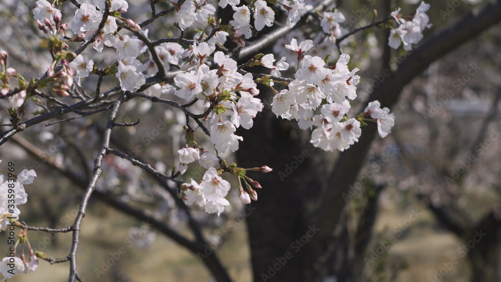 Fototapeta premium 桜 ソメイヨシノ