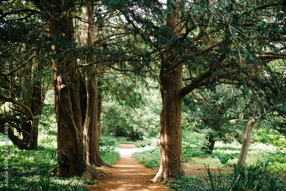 A pathway with two large trees in the woods. 