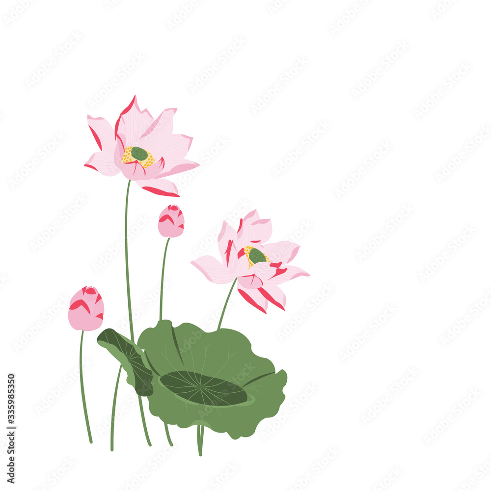 Vector realistic illustration of lotus flower and leaves isolate on white background,design for natural cosmetics and health care Vector realistic illustration of lotus flower and leaves isolate on white background,design for natural cosmetics and health care