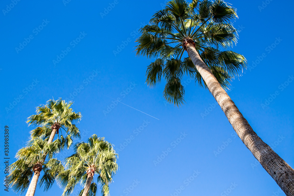 Naklejka premium Looking Up at the Palm Trees