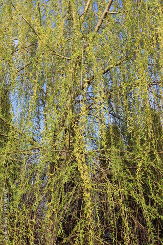 Willow  with hanging branches, Salicaceae.