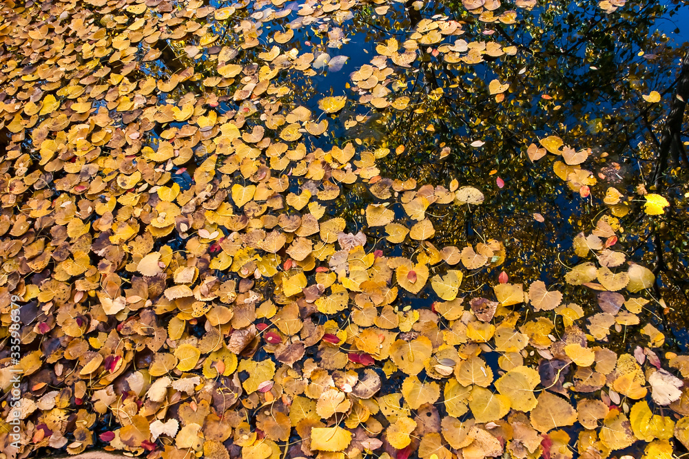 Golden Leaves Floating in Pond With Reflection of Fall Color, Fort Worth Zoo, Fort Worth, Texas, USA Golden Leaves Floating in Pond With Reflection of Fall Color, Fort Worth Zoo, Fort Worth, Texas, USA