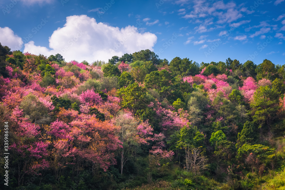 Pink Sakura Flowers is Blossoming in Spring Season, Beautiful Blooming Cherry Against Blue Sky Background. Natural Purity of Blossom Sakura on Tree Branch. Nature Plant and Flora Pink Sakura Flowers is Blossoming in Spring Season, Beautiful Blooming Cherry Against Blue Sky Background. Natural Purity of Blossom Sakura on Tree Branch. Nature Plant and Flora