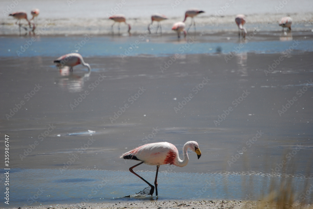 Fototapeta premium Flamingos na Laguna Hedionda - Bolívia
