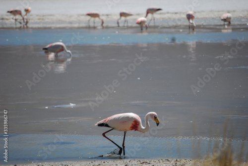 Flamingos na Laguna Hedionda - Bolívia