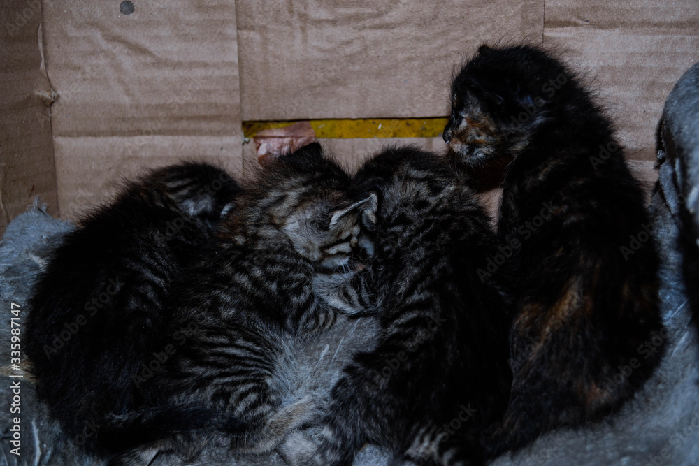 Obraz premium Mascotas recien nacidas