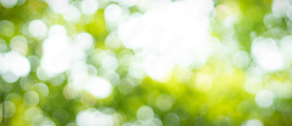 Fototapeta Abstract blurred out of focus and blurred green leaf background under sunlight with bokeh