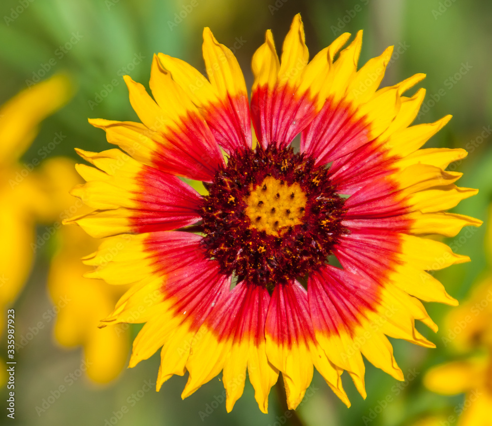 Obraz premium Closeup of Firewheel, Indian Blanket aka Sundance (Gaillardia pulchella ) Wildflower on The Bank of The Blanco River, Blanco, State Park, Blanco, Texas, USA