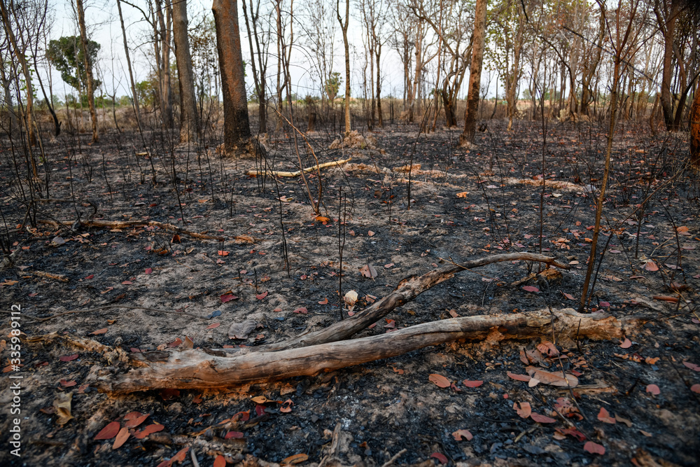 Burnt forest in the countryside from Thailnad Burnt forest in the countryside from Thailnad