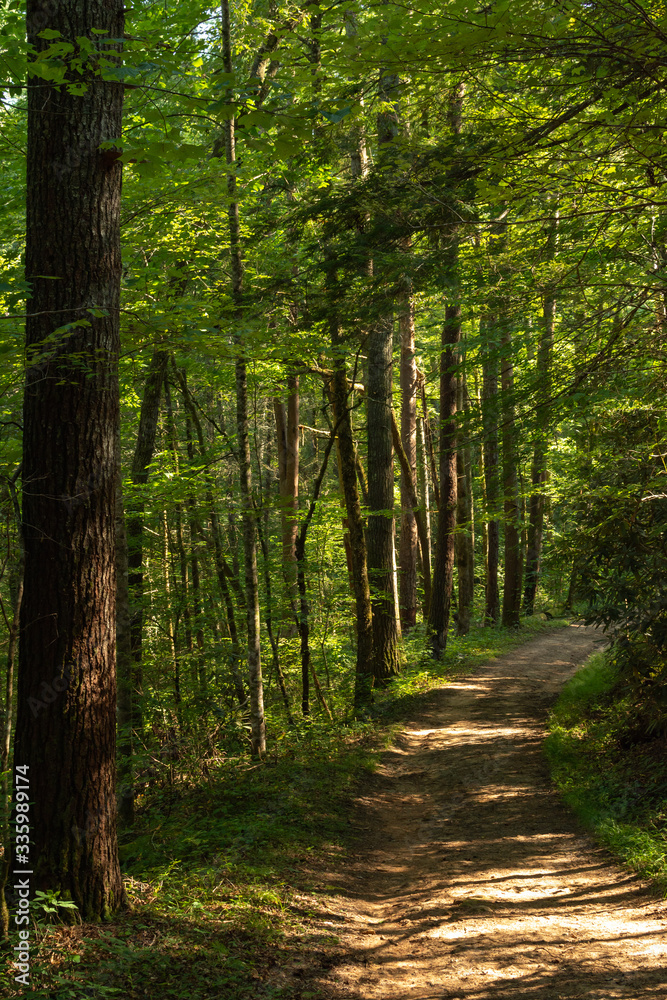 Fototapeta premium Smoky Mountains landscape along the trails in and around the Abrams Creek area. Smoky Mountains National Park, Tennessee, USA
