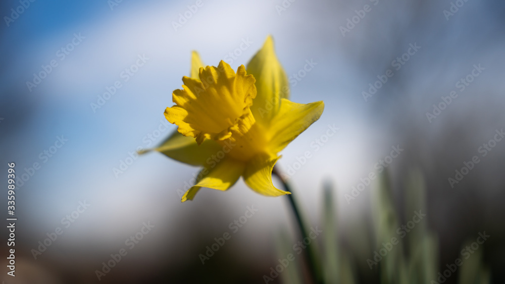 Obraz premium yellow daffodil in the wind