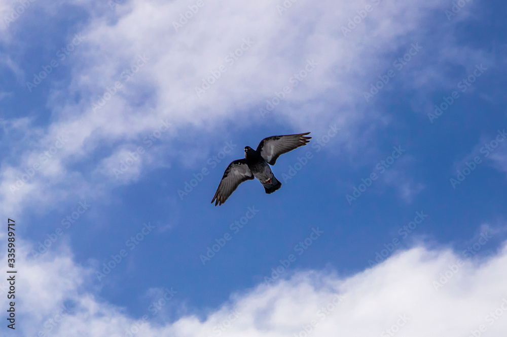 A dove in flight, with spread wings, a blue sky with clouds. A dove in flight, with spread wings, a blue sky with clouds.