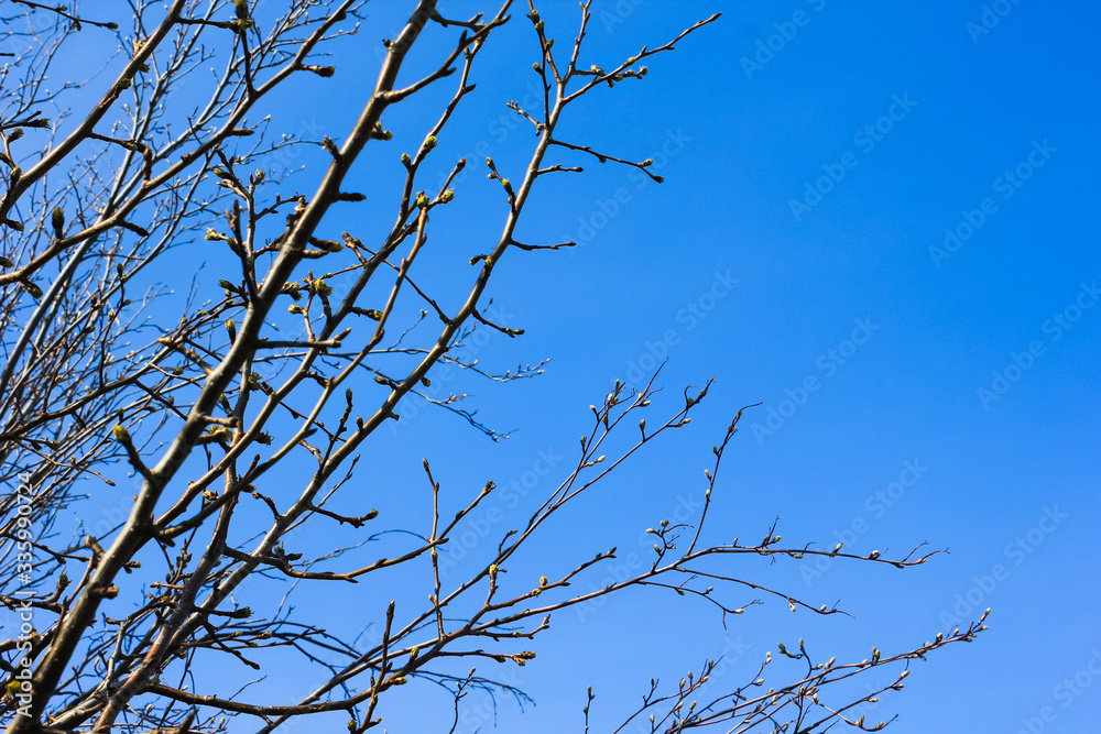 branches and crowns of trees on a background of spring blue sky branches and crowns of trees on a background of spring blue sky
