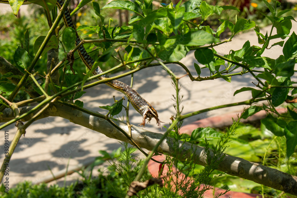 Obraz premium Successful hunting snakes 