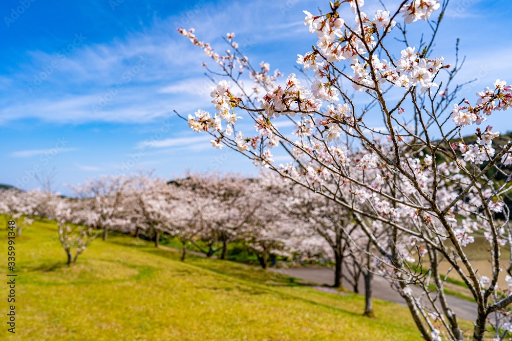 Japanese cherry tree, symbol of peace Japanese cherry tree, symbol of peace