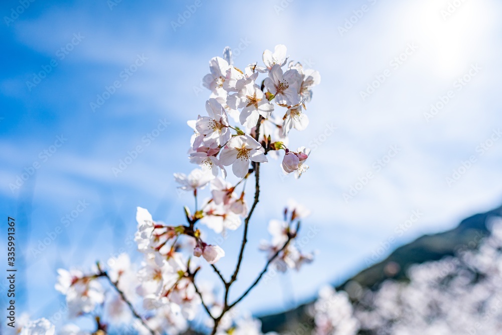 Japanese cherry tree, symbol of peace