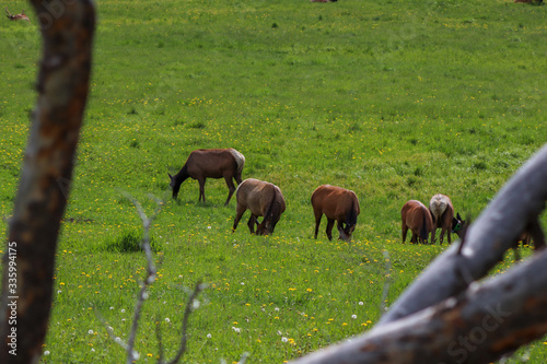 A herd of elk grazing on a lush green field. High quality photo © GWells