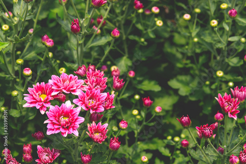 Fresh pink chrysanthemums are held up and look beautiful. In the flower garden, there is a backdrop of green shrubs.