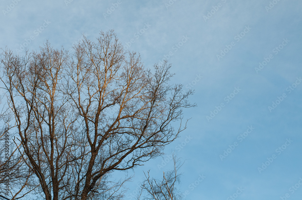 leafless twigs at the canopy of an oak tree leafless twigs at the canopy of an oak tree