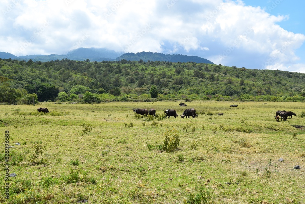 Buffaloes grazing in the wild, Arusha National Park, Tanzania