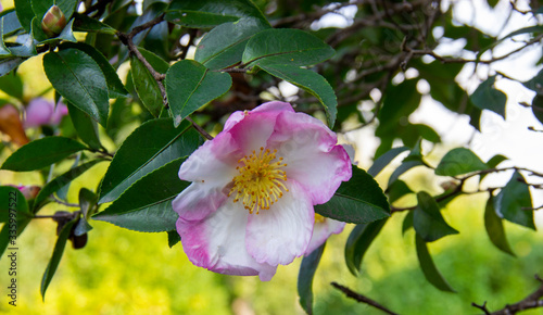 mountain Camellia flower. evergreen plant of the family Theaceae. Camellia sinensis