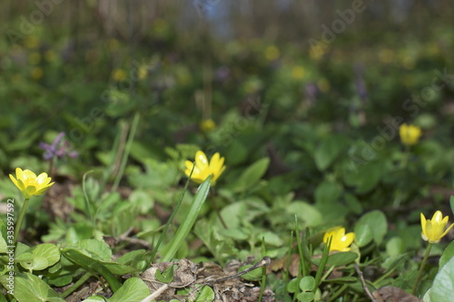 yellow wildflowers in early spring