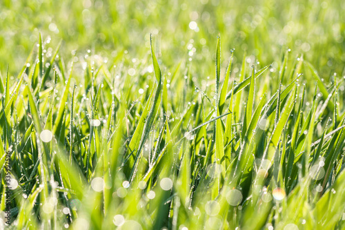 spring blurred lawn with grass and dew drops