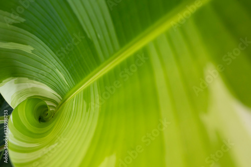 close up of green leaf 