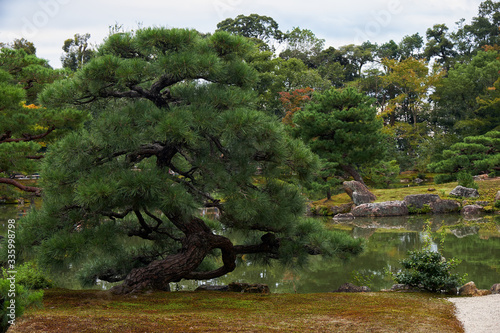 The picturesque cultivated  pine tree in the garden of  Kinkaku-ji temple. Kyoto. Japan photo