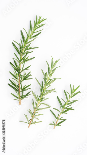 Green rosemary plant on a white background. © supaleka