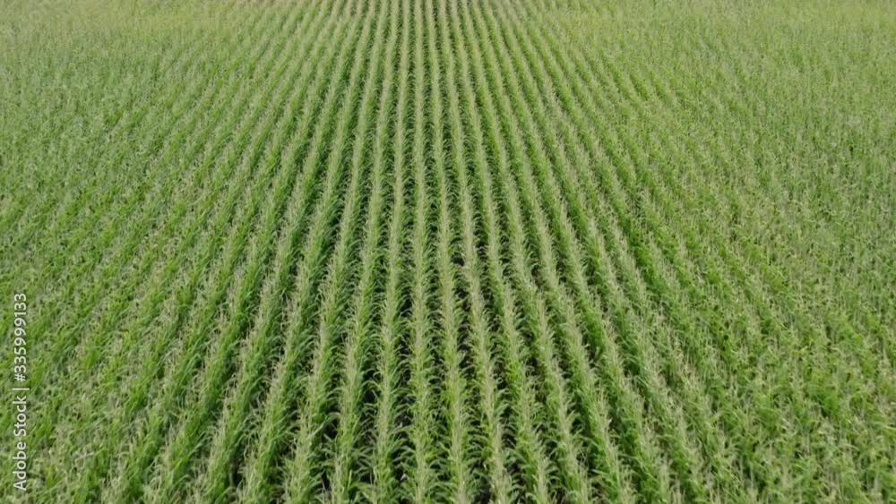 Aerial flying over corn fields in Minnesota, USA Aerial flying over corn fields in Minnesota, USA